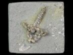 Bargain, Actinocrinites Crinoid Fossil - Crawfordsville, Indiana #68495-1
